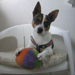 Laura Faus, Pet sitter in El Campello