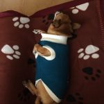 Mariana Stan, Pet sitter in Castellón de la Plana