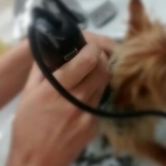 Alejandro Plaza Gil, Canine hairdresser in Alicante