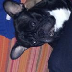 Alberto Alvarez Gallego, Dog trainer in Madrid