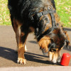 Andrea Ordozgoiti, Dog trainer in Bilbao