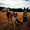 Alvaro Caballero Fernandez, Dog trainer in Rivas-Vaciamadrid