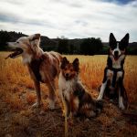 Alvaro Caballero Fernandez, Dog trainer in Rivas-Vaciamadrid