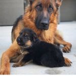 Victoria Klichenko, Cuidadora de mascotes a Logroño