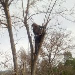 Javier Cid, Gardener in Linares