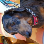 Seila Porta, Cuidadora de mascotas en Llíria