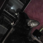 Juan Gi, Pet sitter in Alcantarilla