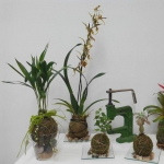 Xavier Sucarrats, Gardener in Terrassa