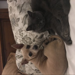 Isabel Garcia, Pet sitter in Zaragoza