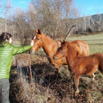 Gemma Capdevila, Pet sitter in Lleida