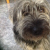 Ester Garcia, Pet sitter in Valencia