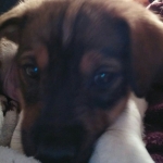 Juan Pedro Ortiz Lopez, Dog walker in Murcia