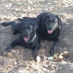 Olga Moral, Pet sitter in Segovia