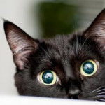 Ariadna Gallardo Carrasco, Pet sitter in Jerez de la Frontera