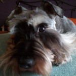Elsa Hernández Pedregal, Peluquera canina en Granada