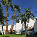 Javier Santiago Morales, Gardener in Granada