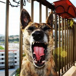 Parabará Patripi Tripi, Pet sitter in Calvià