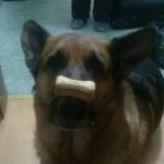 Uros Kur, Pet sitter in Puerto de la Cruz