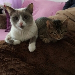 Marta Badesa, Pet sitter in Madrid