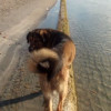 Rocío Ferrer, Pet sitter in San Javier