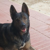 Paula Martinez, Dog trainer in Alicante