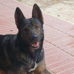 Paula Martinez, Dog trainer in Alicante