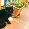 Montserrat Aguilar Del Moral, Pet sitter in Mengíbar