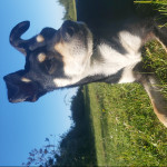 Laura Rivero, Pet sitter in Baños de Molgas