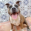 Adrian Fernandez, Paseador de perros en Valencia