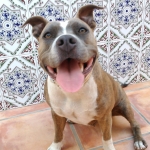 Adrian Fernandez, Passejador de gossos a Valencia