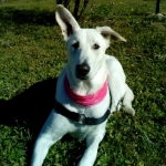 Juancar Martinez, Pet sitter in Leganés