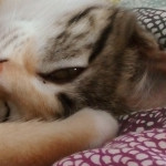 Leticia Pérez, Pet sitter in Puerto de la Cruz