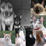 Adri Sangiao, Pet sitter in Valsequillo de Gran Canaria