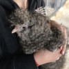 Unai Picot, Pet sitter in Alcobendas