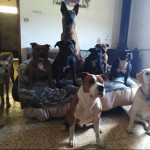 Victor Font Ramos, Dog trainer in Castellón de la Plana