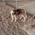Juanfrancisco Rodríguez Garcia, Pet sitter in Huércal de Almería