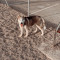 Juanfrancisco Rodríguez Garcia, Pet sitter in Huércal de Almería