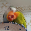 Isabel Sanchis, Pet sitter in Valencia