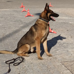 Ismael Gómez Garrido, Dog trainer in Sevilla