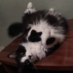 Iris Velasco, Pet sitter in Segovia