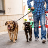 Jose Cerezo, Dog walker in L'Eliana