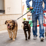 Jose Cerezo, Dog walker in L'Eliana