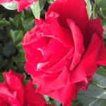 Carlos Paz, Gardener in Madrid