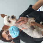 Rosa Maria Mompean, Perruquera canina a Torrevieja