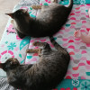 Natalia Blanco Colomer, Pet sitter in Burriana