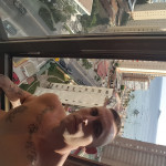Miguel Angel Fernandez Martinez, Glazier in Benidorm
