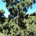 Pedro Chávez, Professor d'espanyol a San Cristóbal de La Laguna