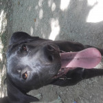Sara López Guzmán, Dog trainer in Collado Villalba