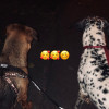 Yaiza Guerrero Franco, Pet sitter in Ponferrada