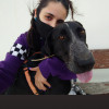 Irene Ramos, Pet sitter in Tafalla